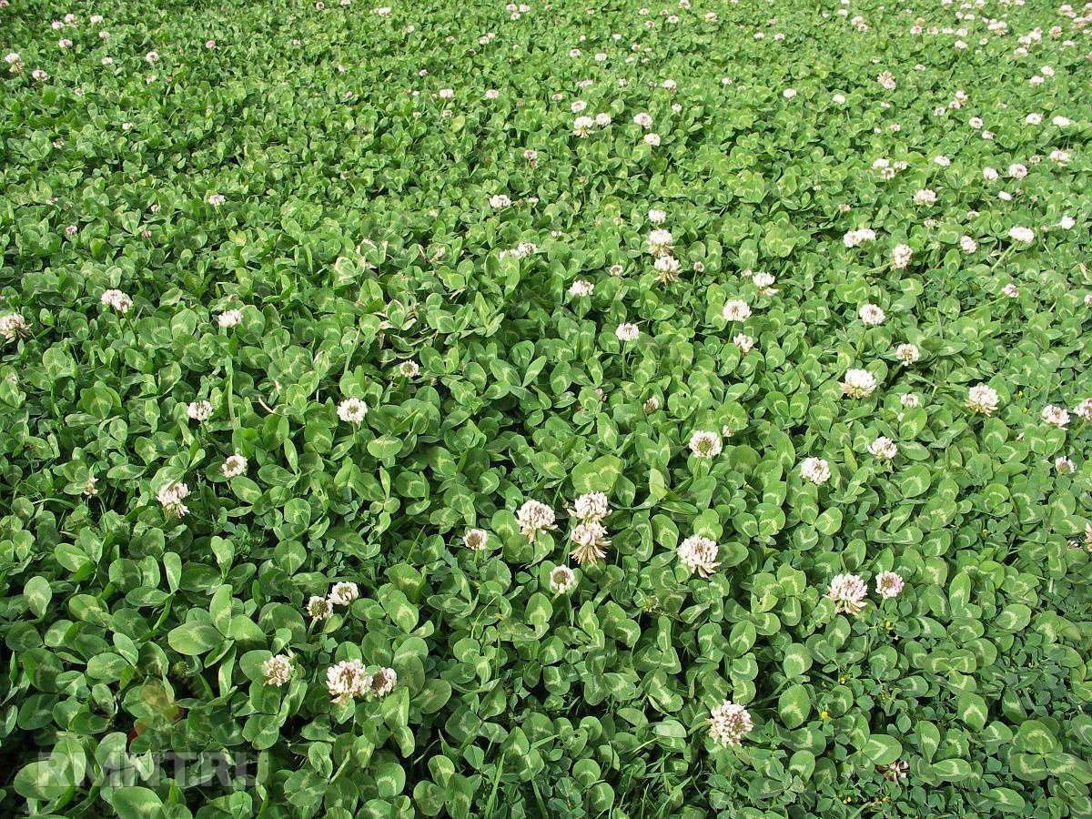 Трава белый клевер фото и описание